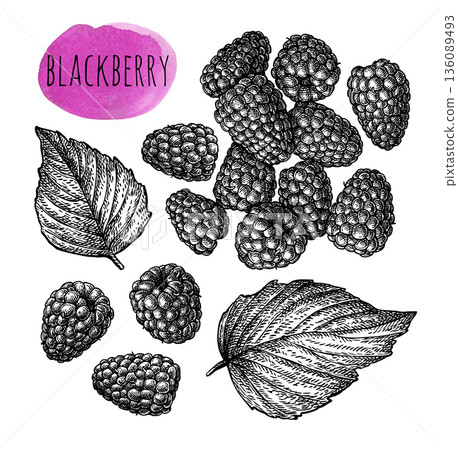 Blackberry. Berries and leaves. Ink sketch. Blackberry. Berries and leaves. Ink sketch. 136089493