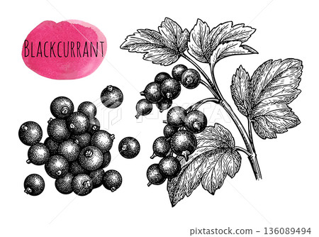 Blackcurrant. Engraving style illustration. 136089494