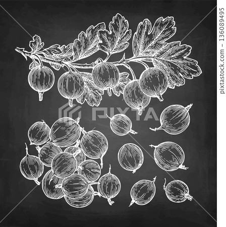 Gooseberry branch and berries chalk sketch. Gooseberry branch and berries chalk sketch. 136089495