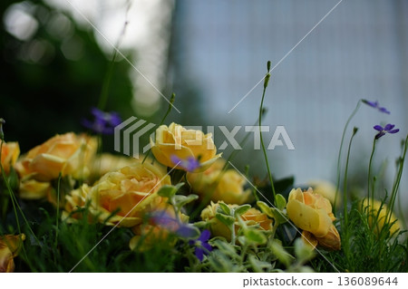 Yellow flower Yellow flower 136089644