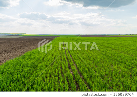 Green rice plants sway gently in the wind as the sky above displays a mix of clouds, signaling the arrival of spring and growth 136089704