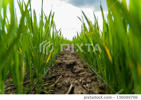 Bright green rice plants stretch toward the sky, framing a narrow dirt path that invites exploration on a warm summer day Bright green rice plants stretch toward the sky, framing a narrow dirt path that invites exploration on a warm summer day 136089706