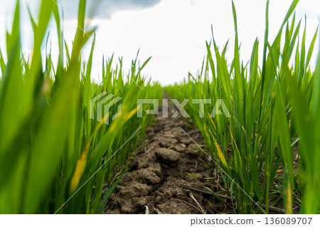 Lush green rice plants stand tall on either side of a narrow dirt path, inviting peaceful exploration under a serene sky 136089707