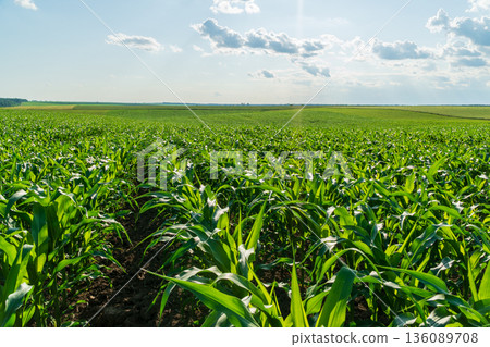 Vibrant corn plants grow tall and healthy, basking in warm sunlight on a peaceful summer day in rural farmland Vibrant corn plants grow tall and healthy, basking in warm sunlight on a peaceful summer day in rural farmland 136089708
