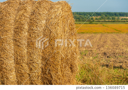Rays of sunlight filter through the clear sky, illuminating golden hay bales resting in a peaceful rural field with lush greenery beyond Rays of sunlight filter through the clear sky, illuminating golden hay bales resting in a peaceful rural field with lush greenery beyond 136089715