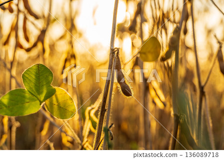 Golden soybean plants stretch towards the bright evening sky, their leaves gently swaying in the warm breeze, capturing a tranquil moment at dusk 136089718