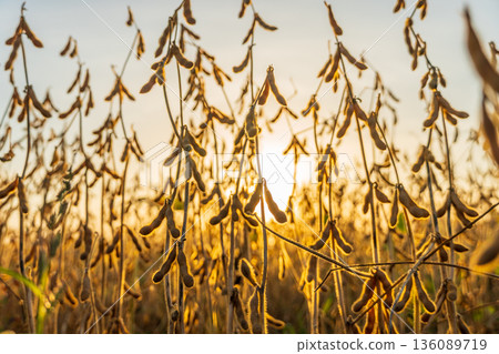 Under the fading light of sunset, golden soybean plants ripple softly, their pods bursting with ripeness and promise for harvest time Under the fading light of sunset, golden soybean plants ripple softly, their pods bursting with ripeness and promise for harvest time 136089719