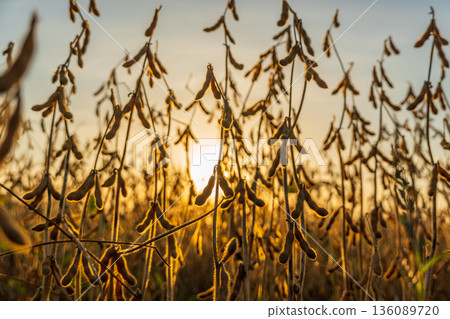Sunlight filters through tall soybean plants, casting a golden hue across the field at dusk, evoking a peaceful rural evening Sunlight filters through tall soybean plants, casting a golden hue across the field at dusk, evoking a peaceful rural evening 136089720