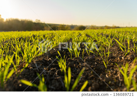 Fresh green shoots stretch towards the warm morning sun, filling the field with hope and a feeling of renewal as nature awakens 136089721