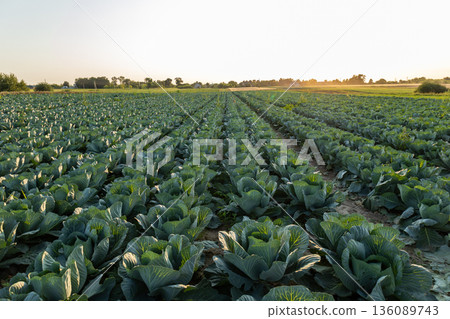Rows of vibrant cabbage plants stretch infinitely under a stunning sunset, illuminating the calm countryside with a warm glow Rows of vibrant cabbage plants stretch infinitely under a stunning sunset, illuminating the calm countryside with a warm glow 136089743