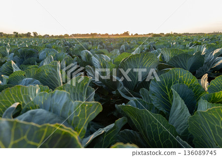 Lush green cabbage leaves stretch across the vast field, glowing under the warm rays of the setting sun, creating a peaceful scene Lush green cabbage leaves stretch across the vast field, glowing under the warm rays of the setting sun, creating a peaceful scene 136089745