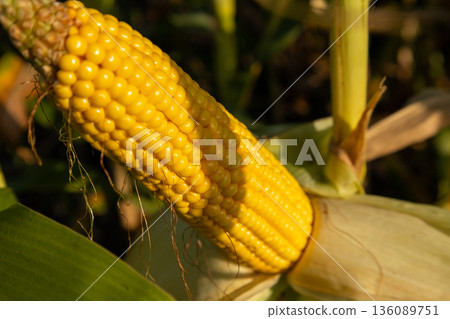 Golden kernels of corn glisten in the warm summer sunlight, showcasing nature's perfect produce waiting to be harvested from the fields Golden kernels of corn glisten in the warm summer sunlight, showcasing nature's perfect produce waiting to be harvested from the fields 136089751