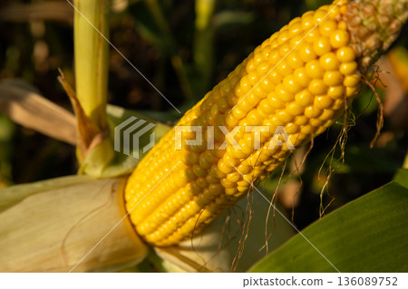A close-up view of ripe, yellow corn nestled among green leaves, shining in the warm sunlight, ready for harvest 136089752