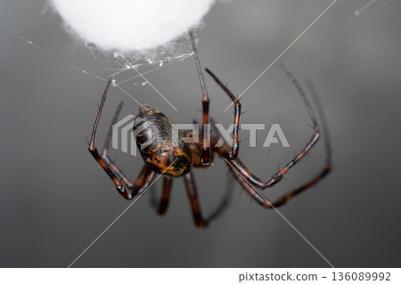 Macro Close-Up of Spider Hanging from Web Macro Close-Up of Spider Hanging from Web 136089992