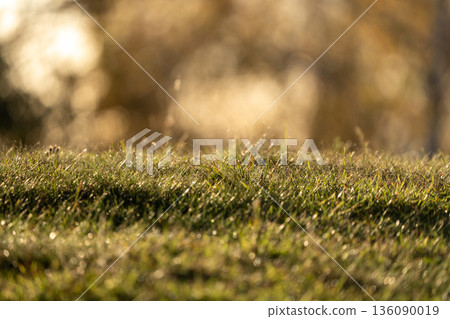 Dewy Grass in Golden Morning Light Dewy Grass in Golden Morning Light 136090019