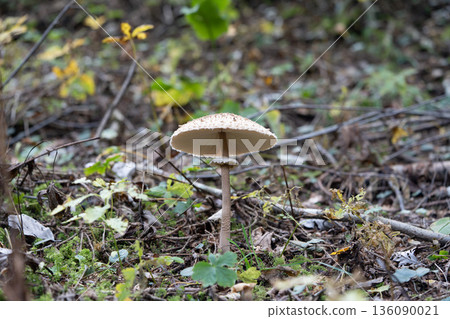 Single Wild Mushroom in Forest Floor Single Wild Mushroom in Forest Floor 136090021