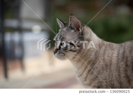Side Profile of Tabby Cat with Blue Eyes Side Profile of Tabby Cat with Blue Eyes 136090025