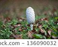 White Wild Mushroom Growing in Grass 136090032