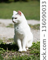 White Cat Sitting Outdoors in Sunlight 136090033