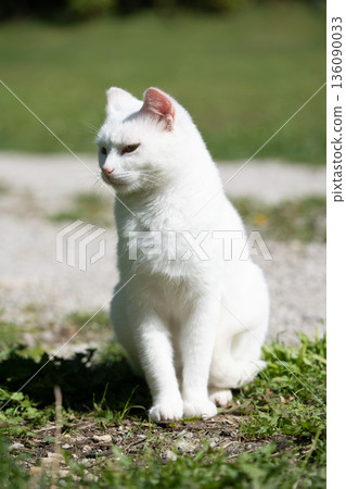 White Cat Sitting Outdoors in Sunlight 136090033