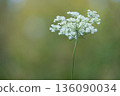 White Wildflower on Soft Green Background 136090034