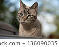 Portrait of Tabby Cat with Blue Eyes Outdoors 136090035