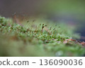 Macro View of Moss with Sporophytes 136090036