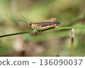 Grasshopper Resting on Green Blade of Grass 136090037