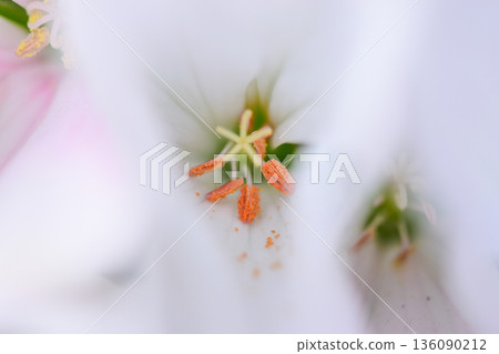 Close-up image of petals Close-up image of petals 136090212
