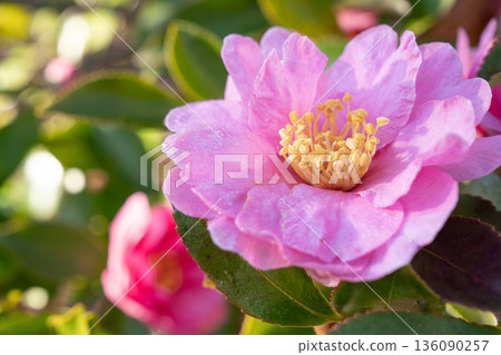 Pale pink flowers blooming in the camellia forest at the ruins of Tagajo Temple Pale pink flowers blooming in the camellia forest at the ruins of Tagajo Temple 136090257