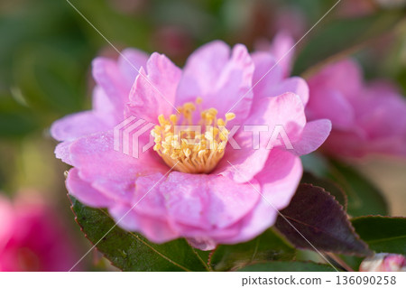 Gentle pink flowers blooming in the camellia forest at the ruins of Tagajo Temple Gentle pink flowers blooming in the camellia forest at the ruins of Tagajo Temple 136090258