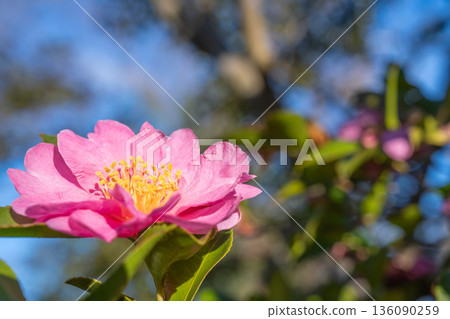 塔加霍寺遺址,山茶花林,山茶花在藍天下閃閃發光 塔加霍寺遺址,山茶花林,山茶花在藍天下閃閃發光 136090259