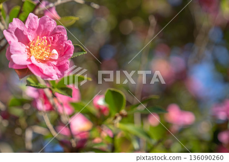 Camellia Forest at Tagajo Temple Ruins: Camellias blooming in soft light 136090260