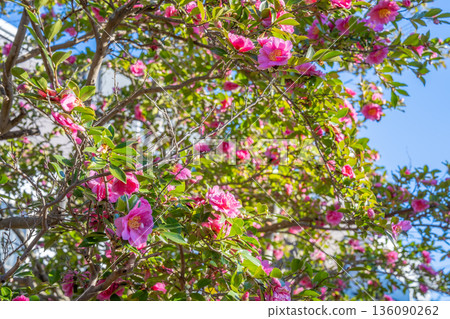 塔加霍寺遺址，山茶花林，山茶花在藍天下閃閃發光 136090262