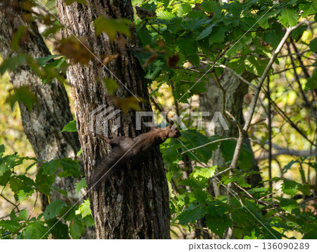 北海道松鼠在森林裡歡迎你 北海道松鼠在森林裡歡迎你 136090289