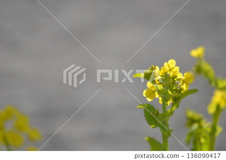 Yellow flowers Yellow flowers 136090417