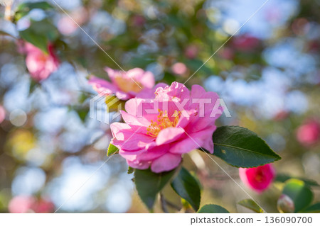 塔加霍寺遺址、山茶花林、被散景環繞的山茶花 136090700