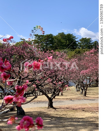 從梅樹林可以眺望遊樂園的摩天輪（南公園（葵梅林）/愛知縣岡崎市） 136090789