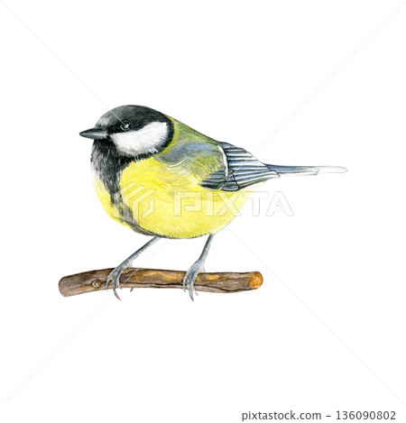 Watercolor illustration of a small titmouse bird perched on a branch. Good for nature prints, books, stationery, posters, textiles and educational designs Watercolor illustration of a small titmouse bird perched on a branch. Good for nature prints, books, stationery, posters, textiles and educational designs 136090802