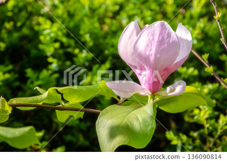 pink magnolia in spring. delicate single flower in full bloom. beautiful background of botany garden. branch of soulangeana in morning sunlight. romantic outdoor harmony scene pink magnolia in spring. delicate single flower in full bloom. beautiful background of botany garden. branch of soulangeana in morning sunlight. romantic outdoor harmony scene 136090814