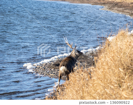 Ezo deer appearing in the marsh in the morning 136090922