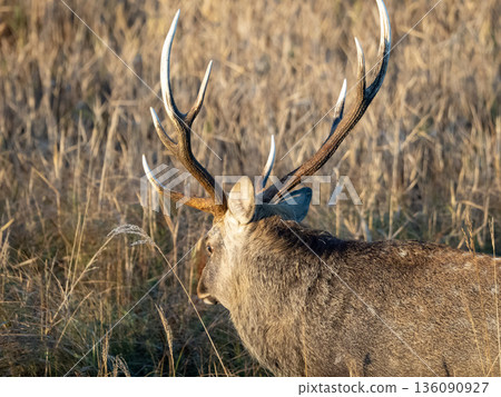 Ezo deer appearing in the marsh in the morning Ezo deer appearing in the marsh in the morning 136090927