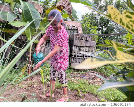 An elderly active woman waters plants and flowers in the garden from a watering can 136091184