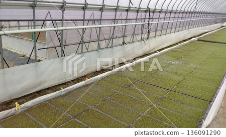 水培育苗過程中,育苗盤浸在水中。 水培育苗過程中,育苗盤浸在水中。 136091290