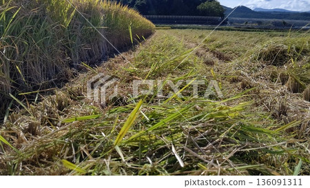 聯合收割機切碎的秸稈 聯合收割機切碎的秸稈 136091311