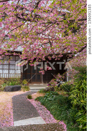 Spring scenery and the garden of a Japanese house decorated with Kawazu cherry blossoms 136091385