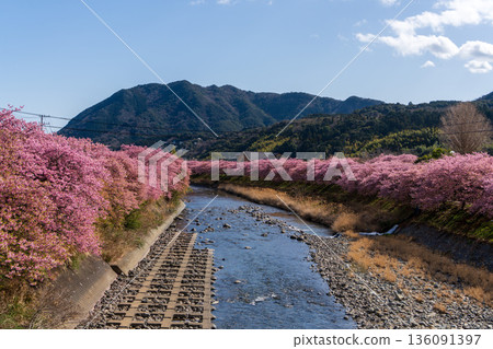 里山春景，河津櫻花盛開，河流蜿蜒－伊豆自然風光 136091397