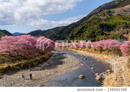 里山春景,河津櫻花盛開,河流蜿蜒-伊豆自然風光 里山春景,河津櫻花盛開,河流蜿蜒-伊豆自然風光 136091398