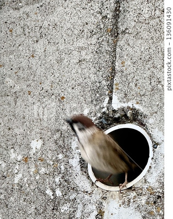 A signal to depart: a wild sparrow takes off from its hole 136091430