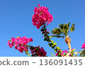 Red tropical bright flower and palm tree against blue sky 136091435